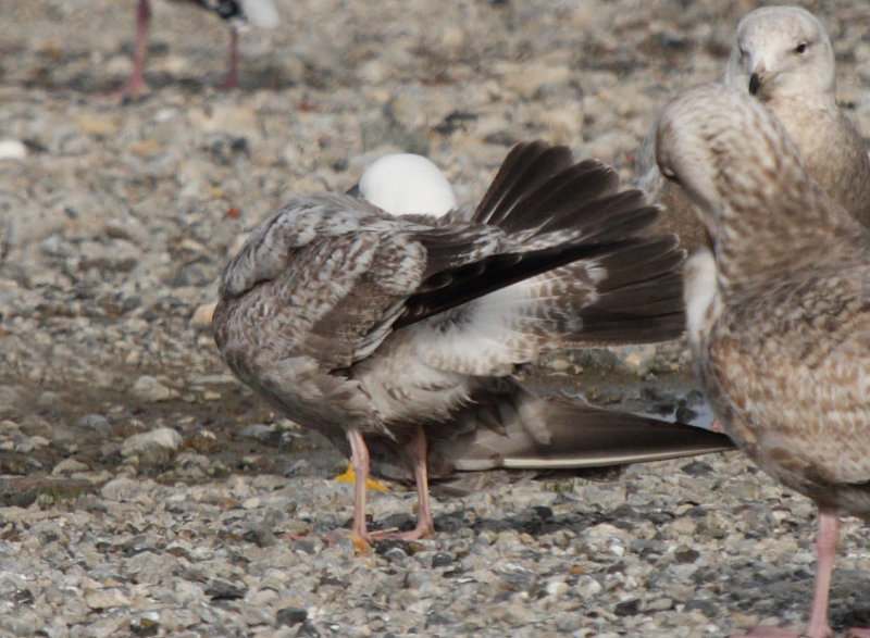 SmithsonianGull_2w_Choshi_Japan_20120311_011.JPG