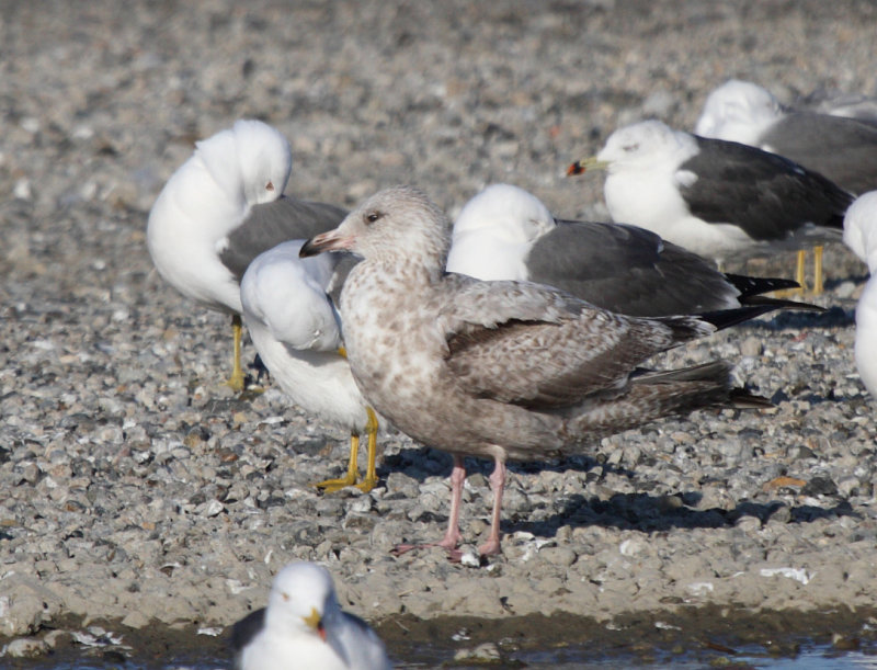 SmithsonianGull_2w_Choshi_Japan_20120312_023.JPG