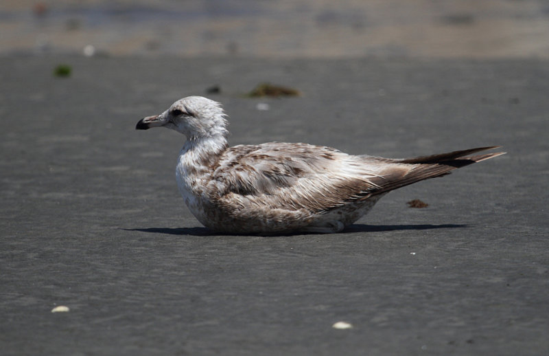 first-cycle California Gulls