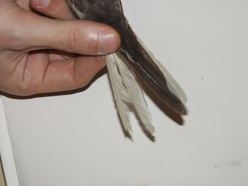 yarrellii, possibly female, spring Belgium (KBIN)