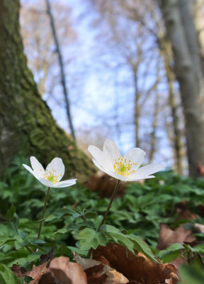 Forest anemones