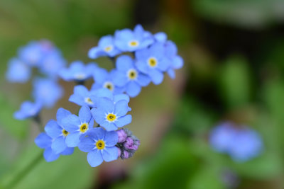 Forget-me-not blue with a touch of pink