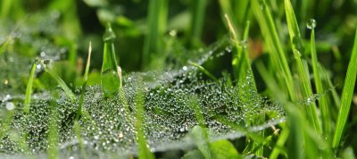 Bejewelled spiders web