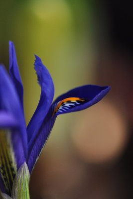 The little blue iris