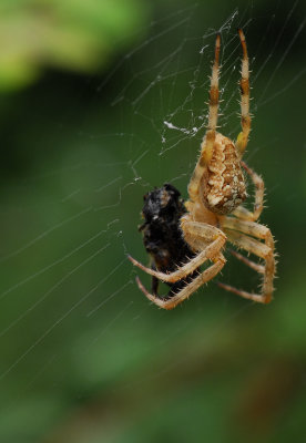 Dinner time for a spider