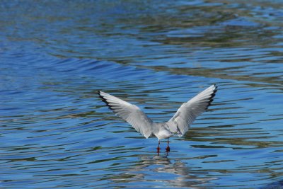 Landing