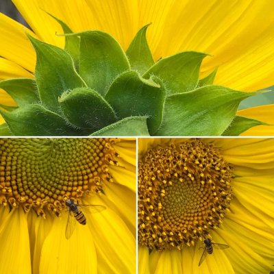 Sunflower collage
