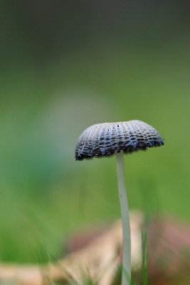A tiny mushroom 
