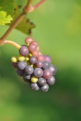 Fruit of the vine