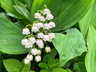 Lily of the valley