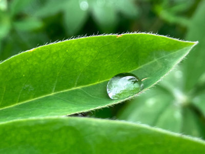 Macro and close-up