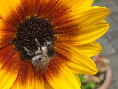 A busy bumble bee