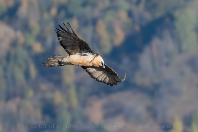 Bearded Vulture - Gipeto (Gypaetus barbatus)