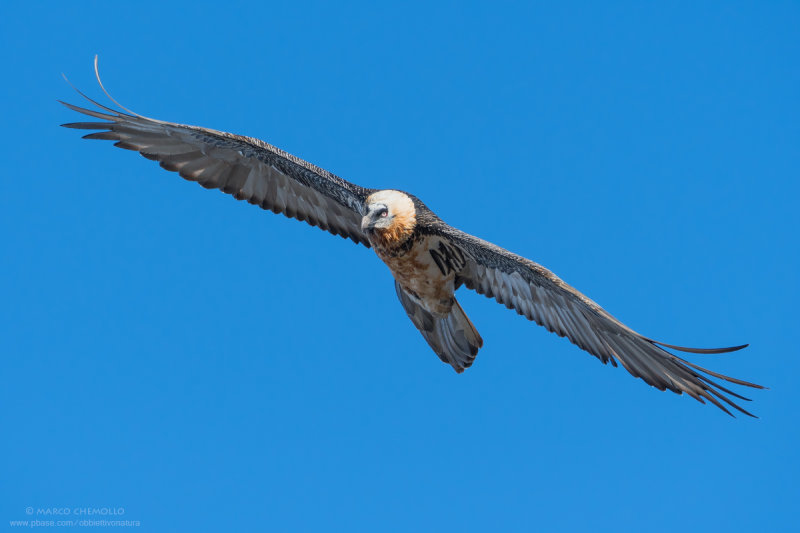 Bearded Vulture - Gipeto (Gypaetus barbatus)