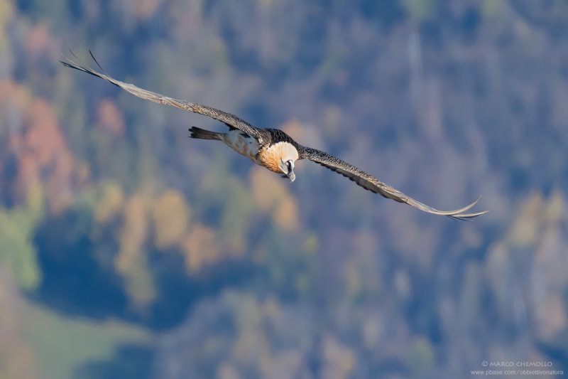 Bearded Vulture - Gipeto (Gypaetus barbatus)