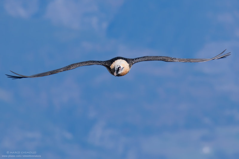 Bearded Vulture - Gipeto (Gypaetus barbatus)