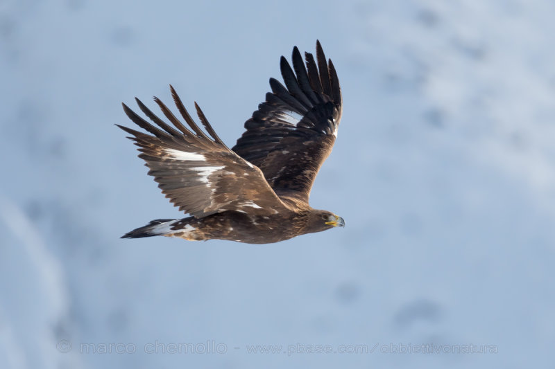 Golden eagle - Aquila reale (Aquila chrysaetos)