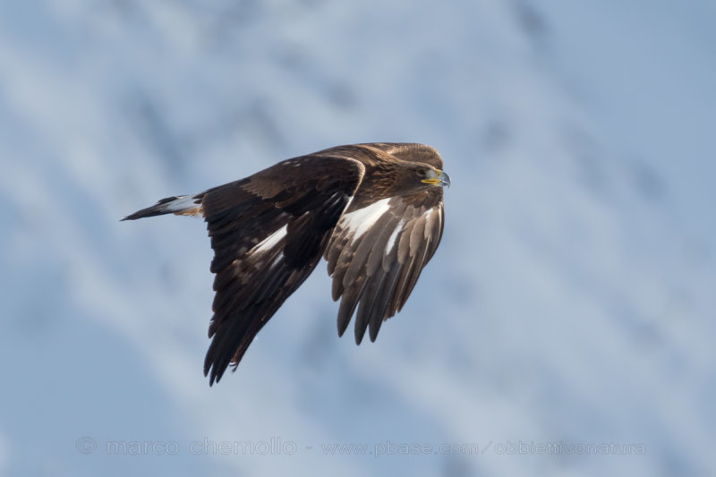 Golden eagle - Aquila reale (Aquila chrysaetos)