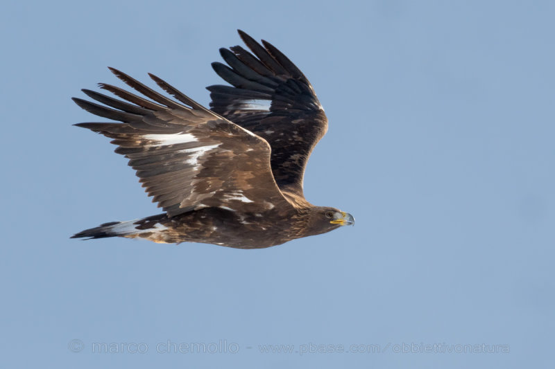 Golden eagle - Aquila reale (Aquila chrysaetos)