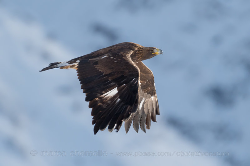Golden eagle - Aquila reale (Aquila chrysaetos)