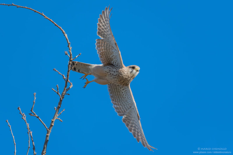 Kestrel - Gheppio (Falco tinnunculus)