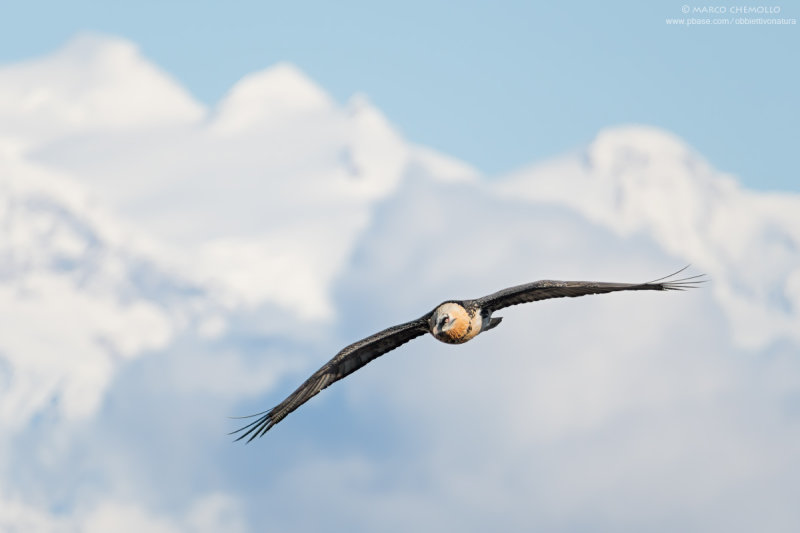 Bearded Vulture - Gipeto (Gypaetus barbatus)