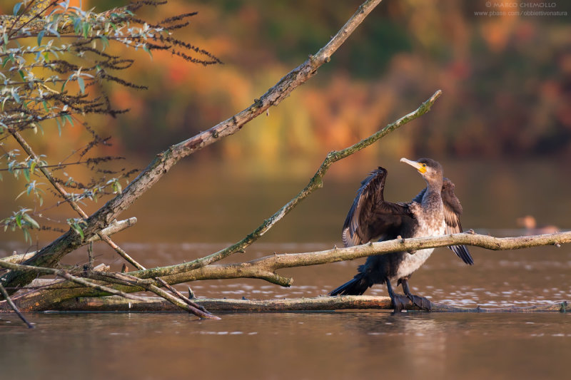 Great Cormorant - Cormorano (Phalacrocorax carbo sinensis)