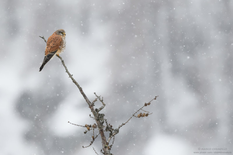 Kestrel - Gheppio (Falco tinnunculus)