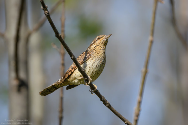 Wryneck - Torcicollo (Jynx torquilla)