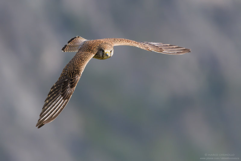Kestrel - Gheppio (Falco tinnunculus)