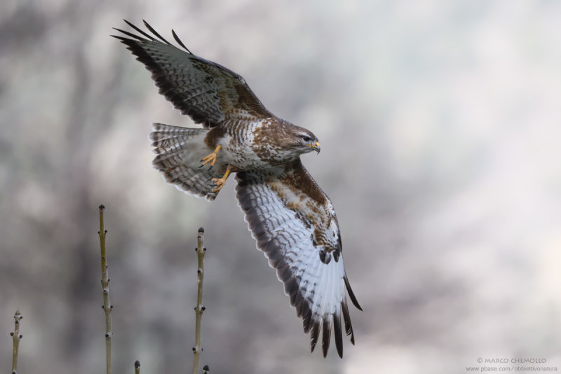 Common Buzzard - Poiana (Buteo buteo)