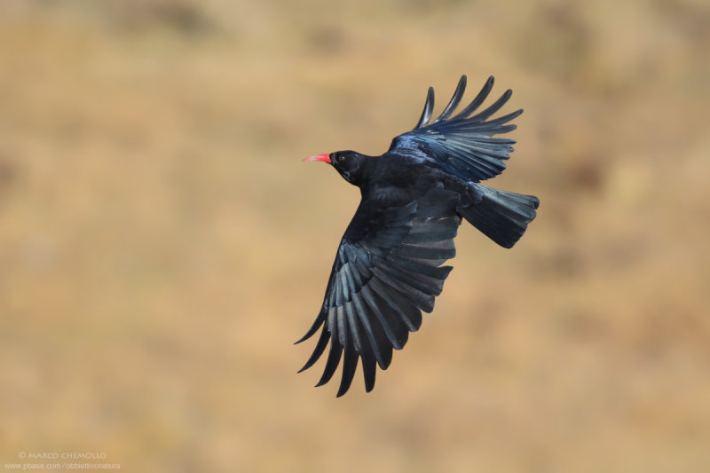 Red-billed Chough - Gracchio corallino (Pyrrhocorax pyrrhocorax erythrorhamphos)