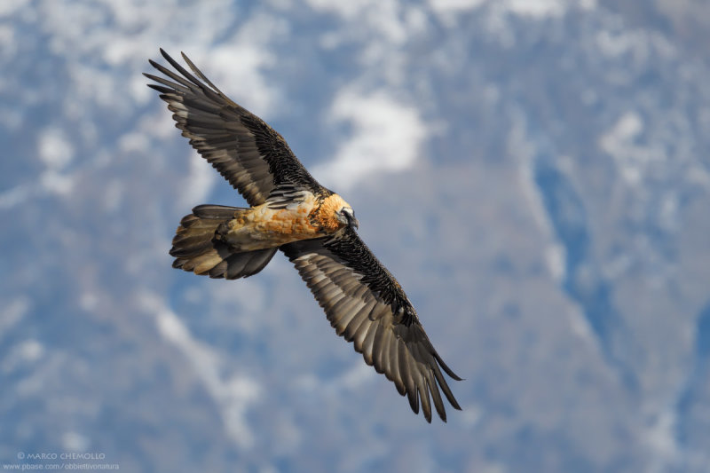 Bearded Vulture - Gipeto (Gypaetus barbatus)