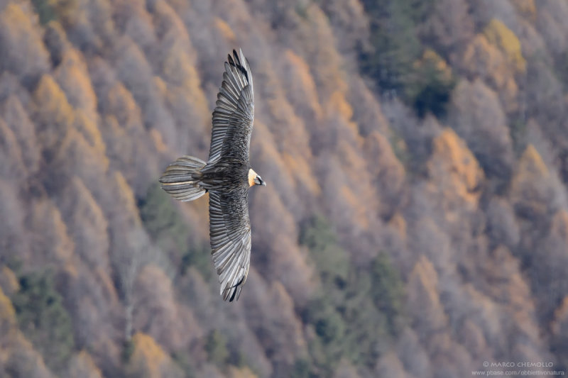 Bearded Vulture - Gipeto (Gypaetus barbatus)