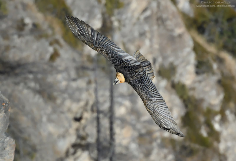 Bearded Vulture - Gipeto (Gypaetus barbatus)