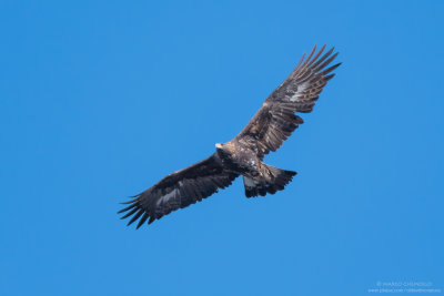 Golden eagle - Aquila reale (Aquila chrysaetos)