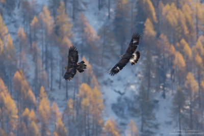 Golden eagle - Aquila reale (Aquila chrysaetos)
