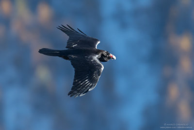 Raven - Corvo imperiale (Corvus corax)