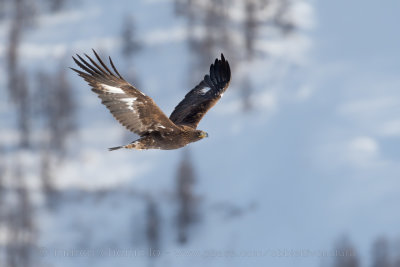 Golden eagle - Aquila reale (Aquila chrysaetos)