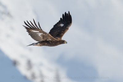 Golden eagle - Aquila reale (Aquila chrysaetos)