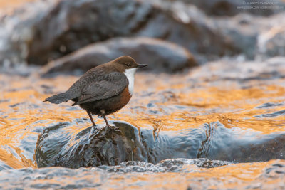 Dipper - Merlo acquaiolo (Cinclus cinclus)