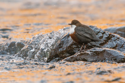 Dipper - Merlo acquaiolo (Cinclus cinclus)