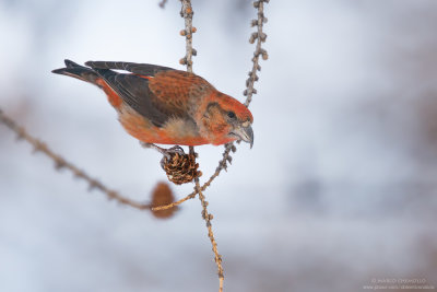 Red Crossbill - Crociere (Loxia curvirostra)