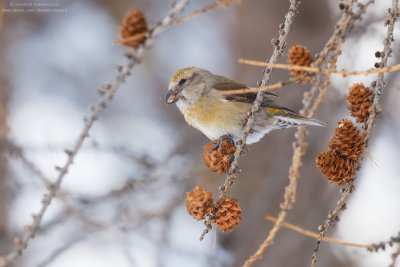 Red Crossbill - Crociere (Loxia curvirostra)