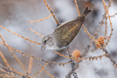Red Crossbill - Crociere (Loxia curvirostra)