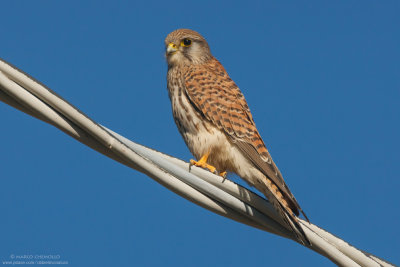 Kestrel - Gheppio (Falco tinnunculus)