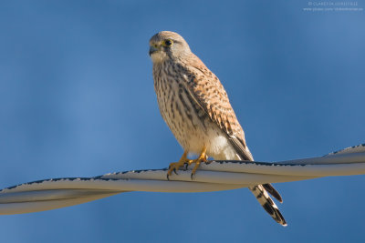 Kestrel - Gheppio (Falco tinnunculus)