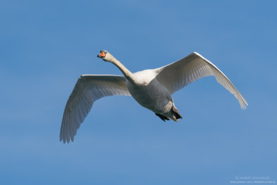 Mute Swan - Cigno Reale (Cygnus olor)