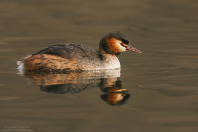 Podiceps cristatus