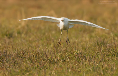 Bubulcus ibis